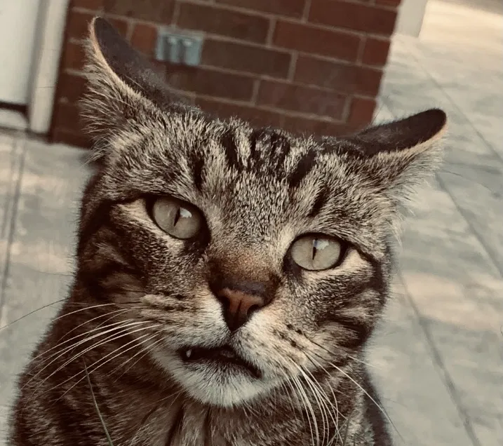 Lost cat in Missouri City, TX, 77459