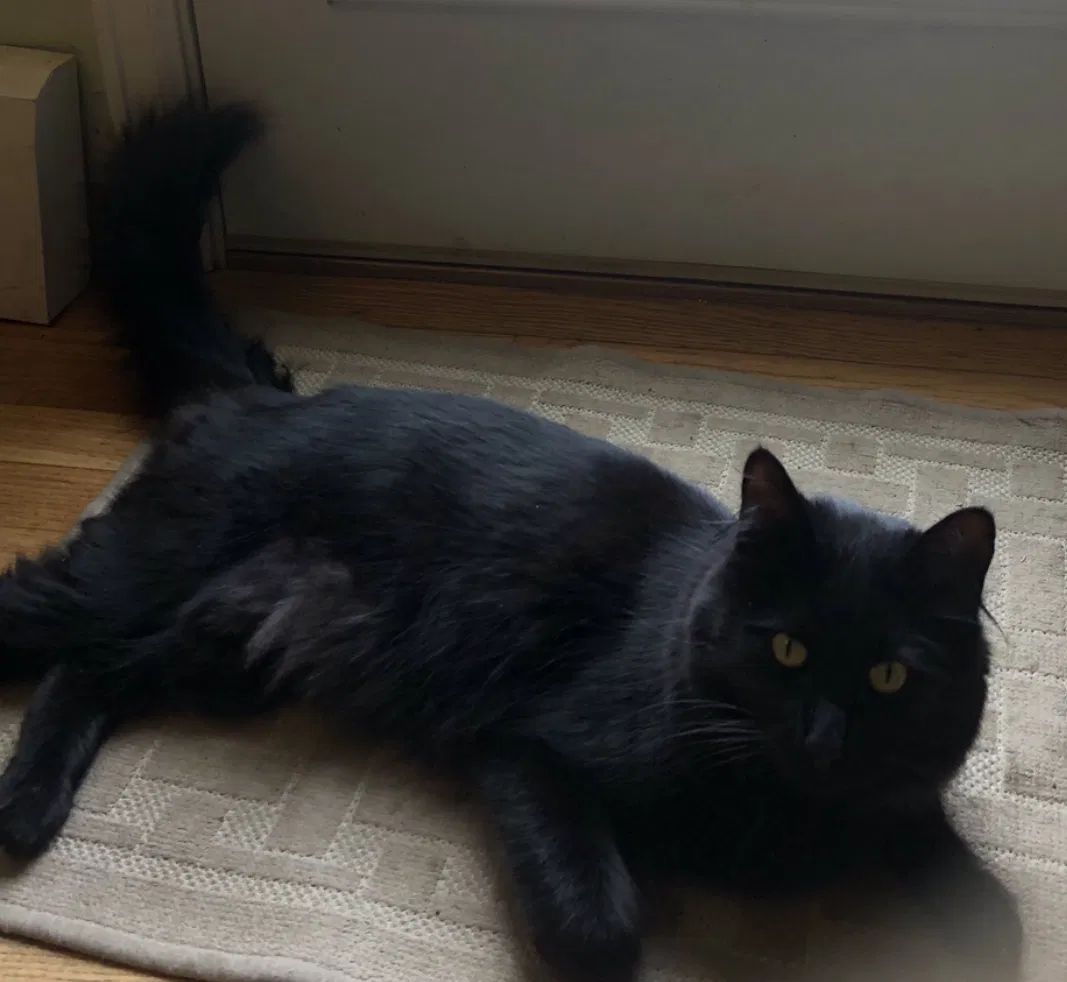 Lost cat in Colorado Springs, CO, 80919