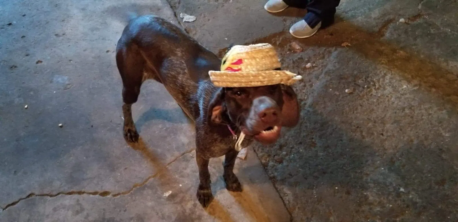 Lost dog in Wimbledon, ND, 58492