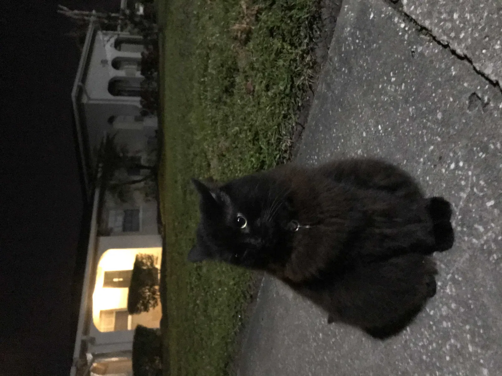 Lost cat in Tampa, FL, 33617