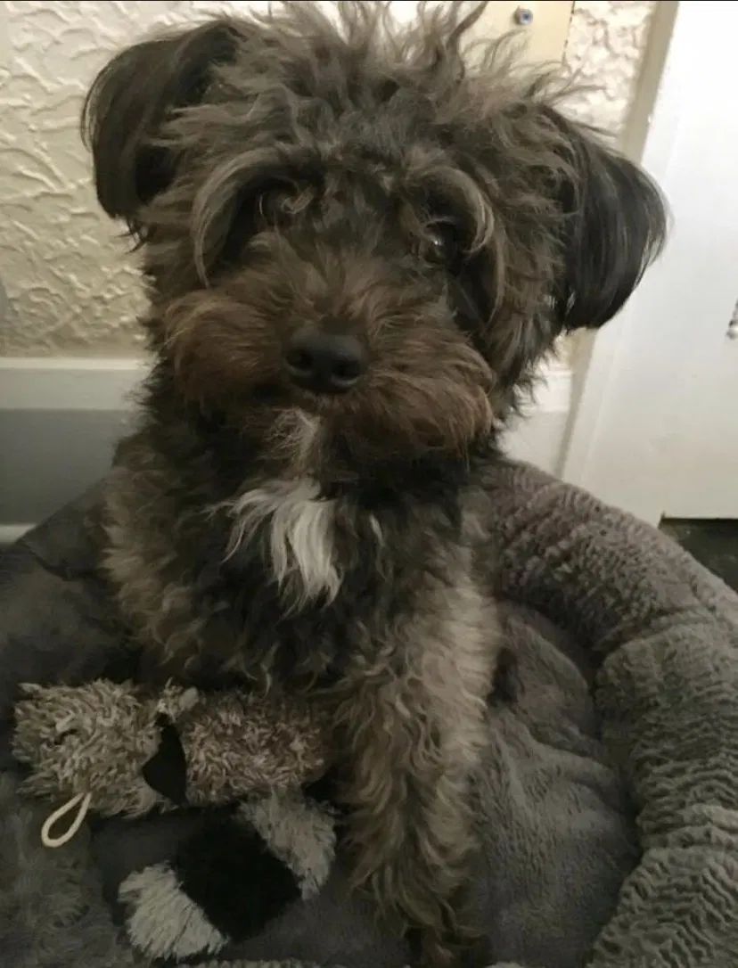 Lost dog in Auburndale, FL, 33823