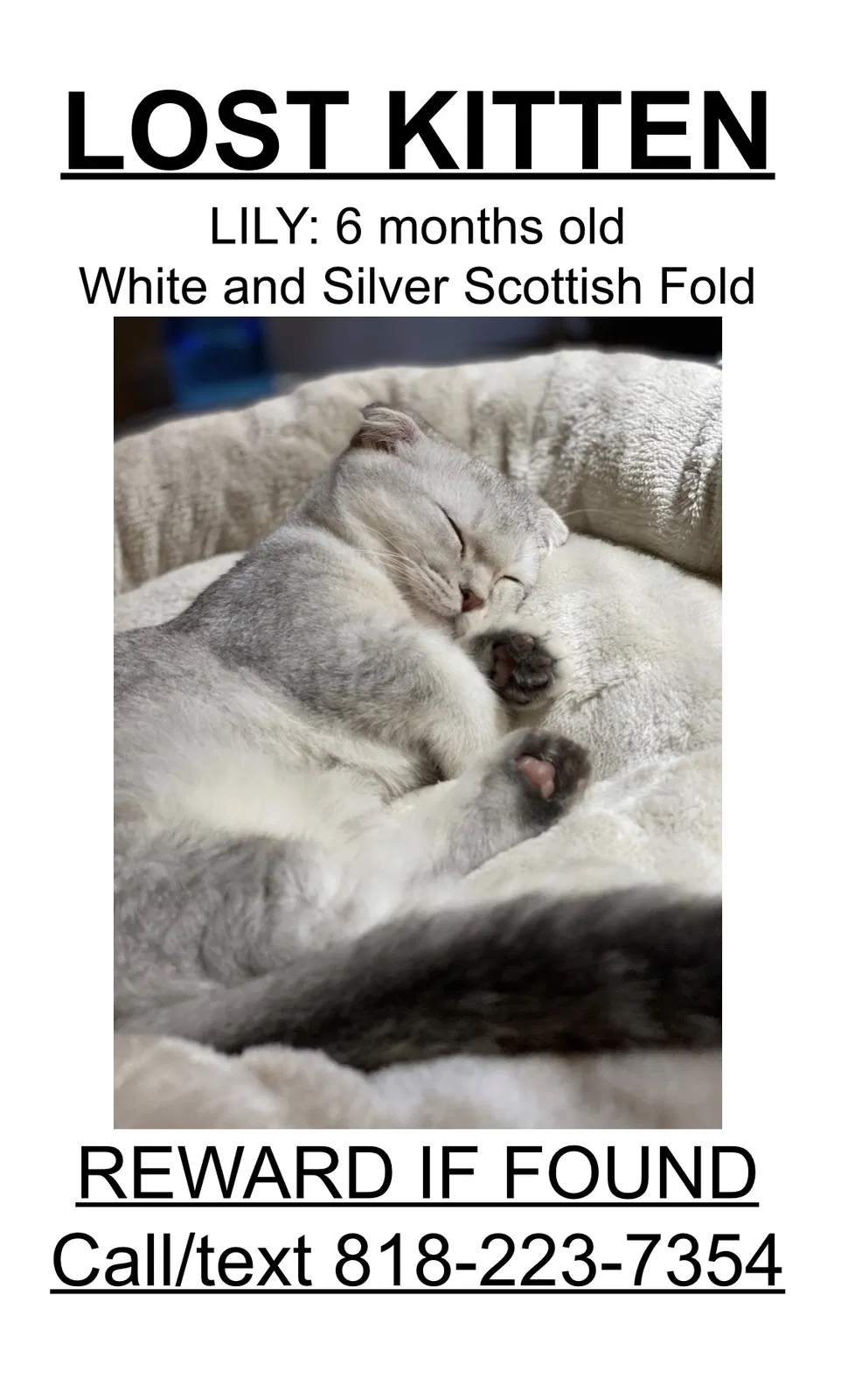 Lost cat in Manhattan Beach, CA, 90266