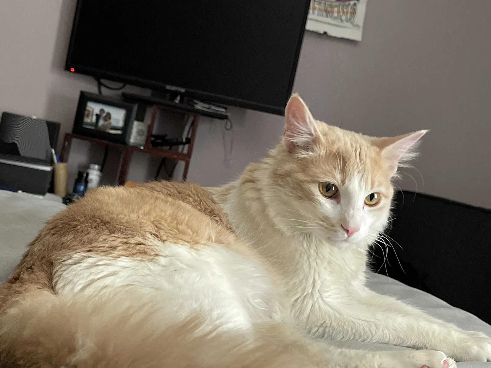 Lost cat in Las Vegas, NV, 89118