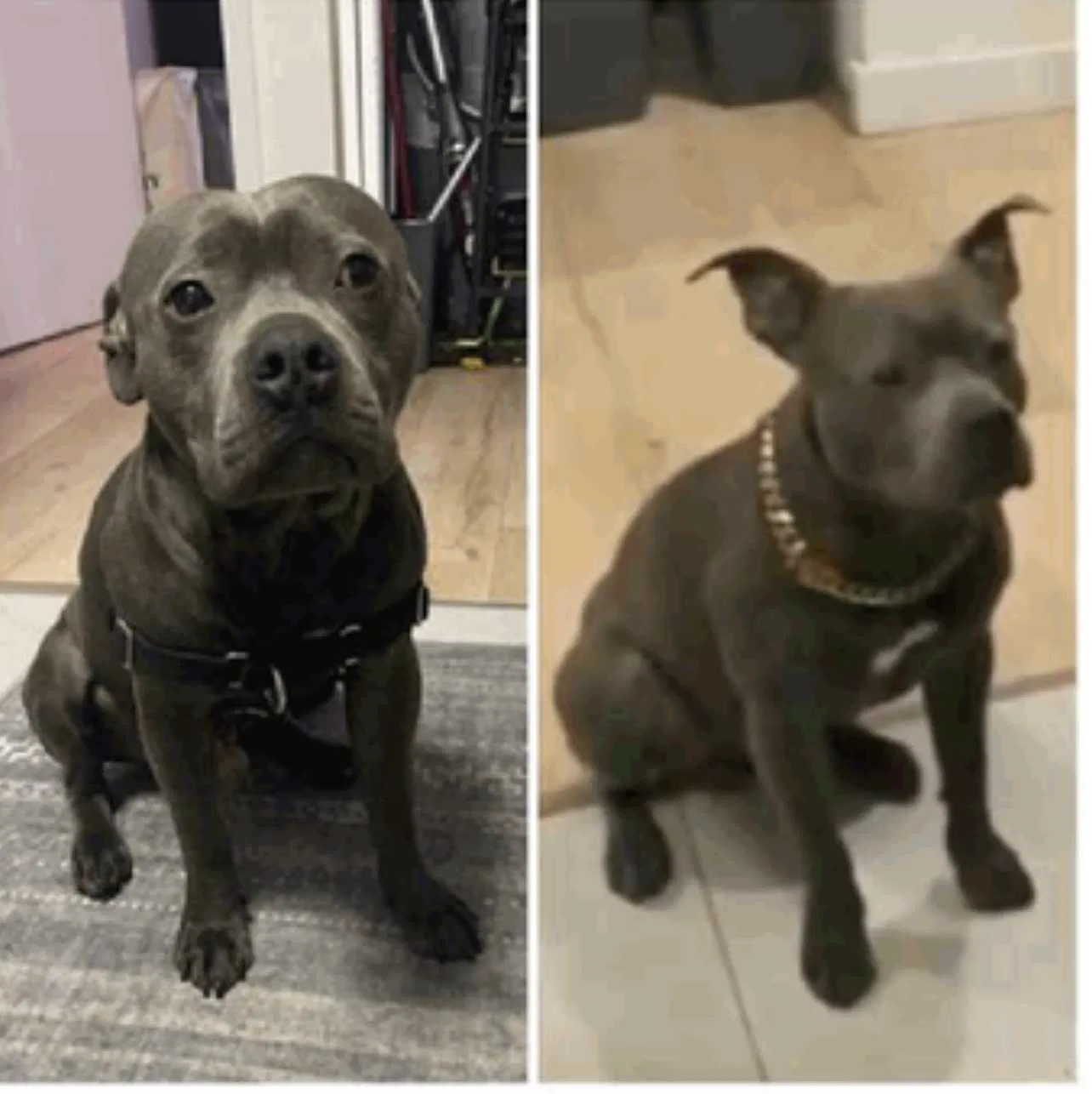 Lost dog in Tallahassee, FL, 32303