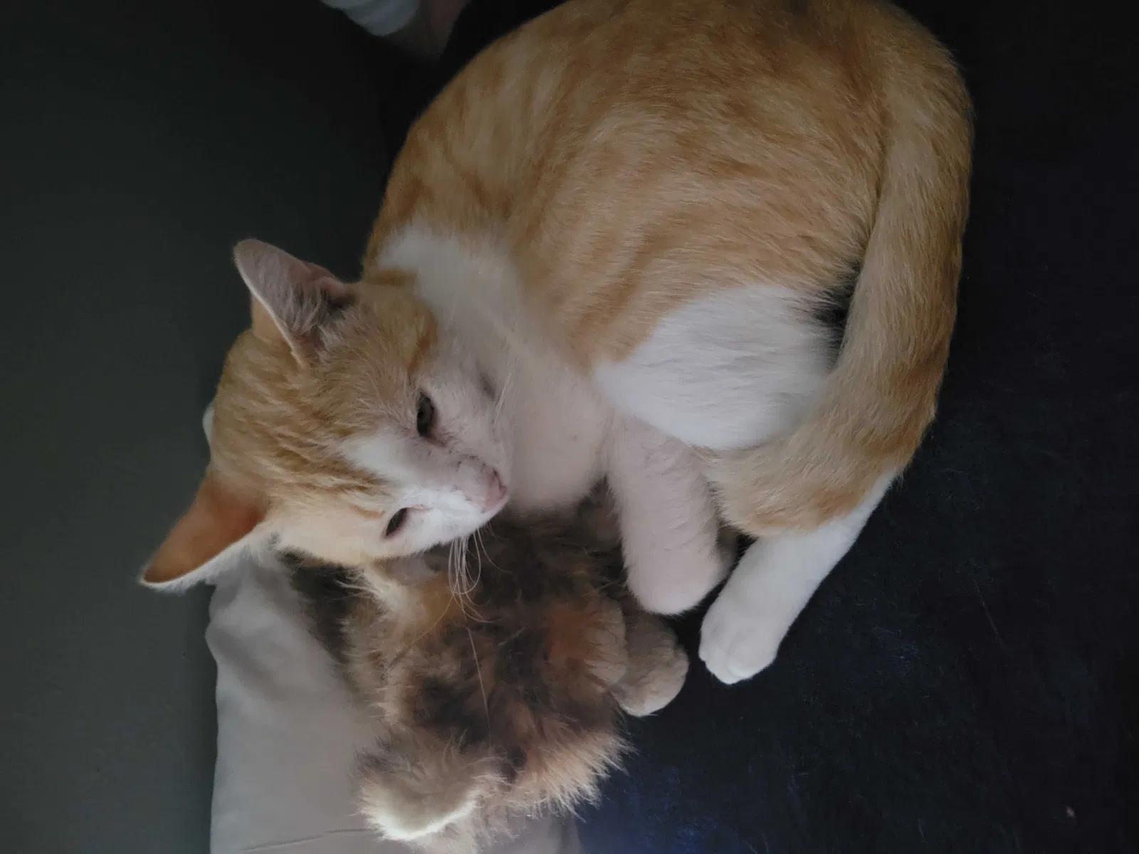 Lost cat in La Porte, TX, 77571