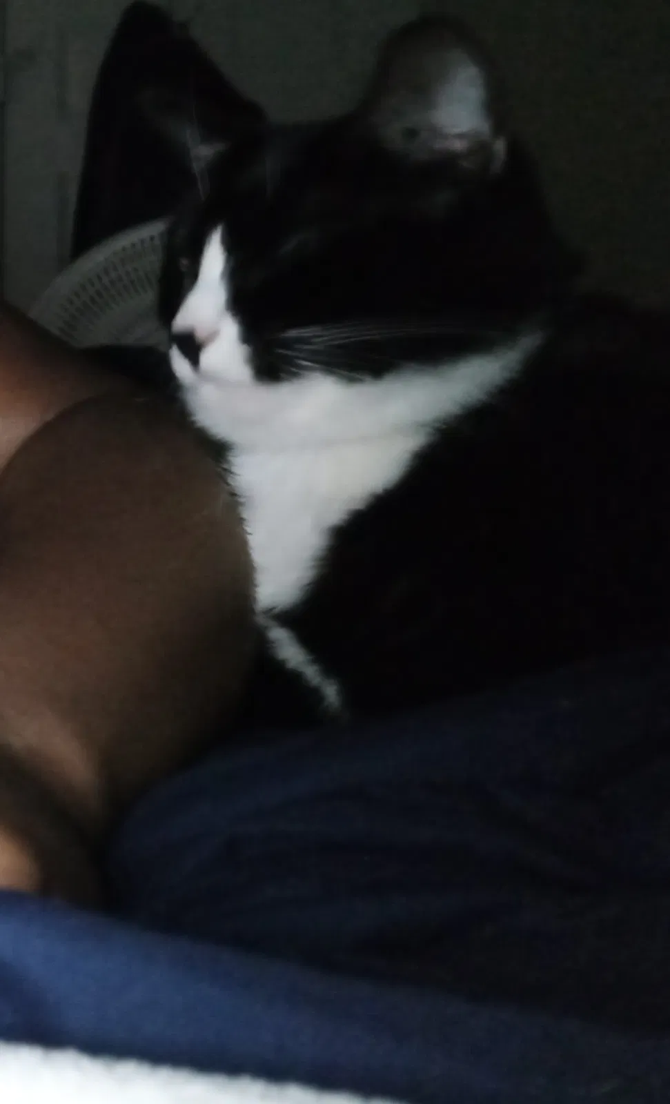 Lost cat in Flintstone, GA, 30725