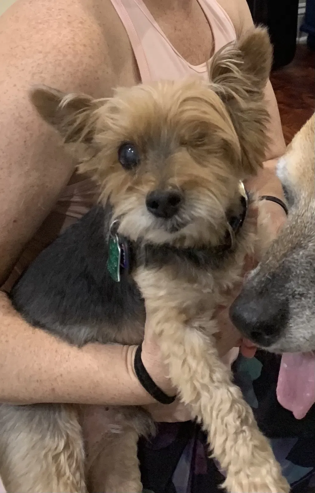 Lost dog in Sharpsburg, GA, 30277