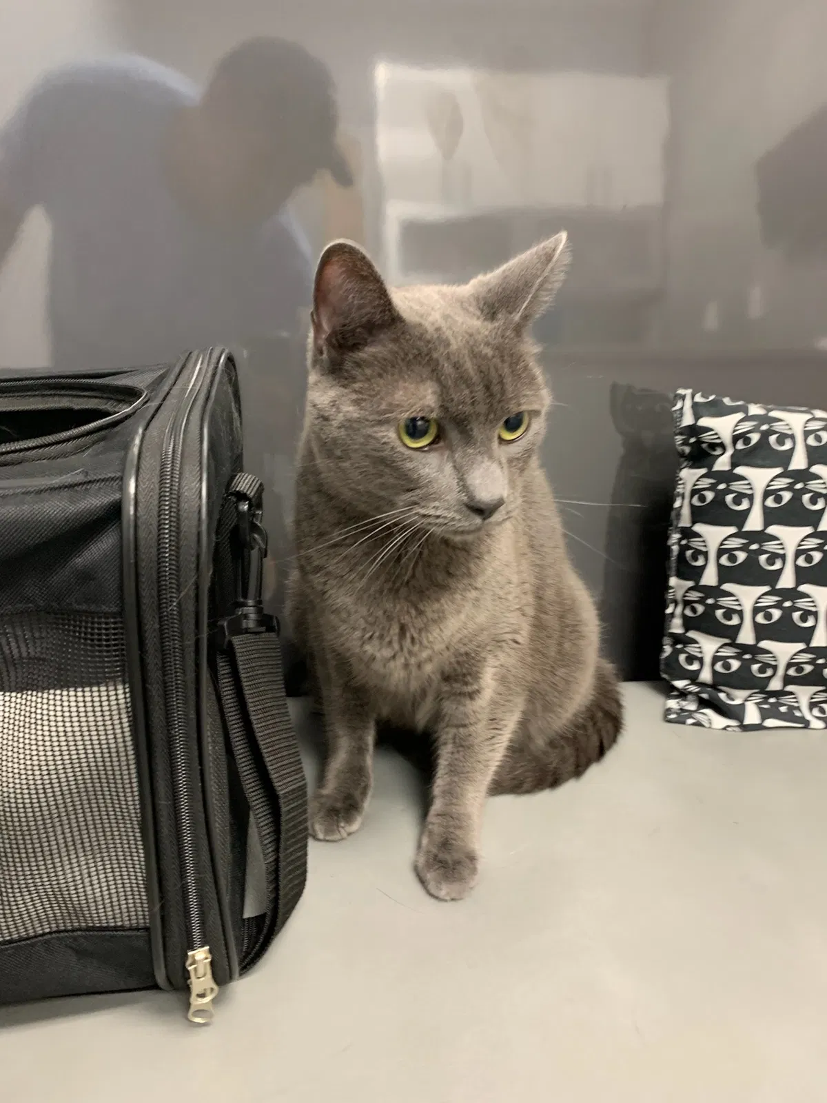 Lost cat in West Orange, NJ, 7052