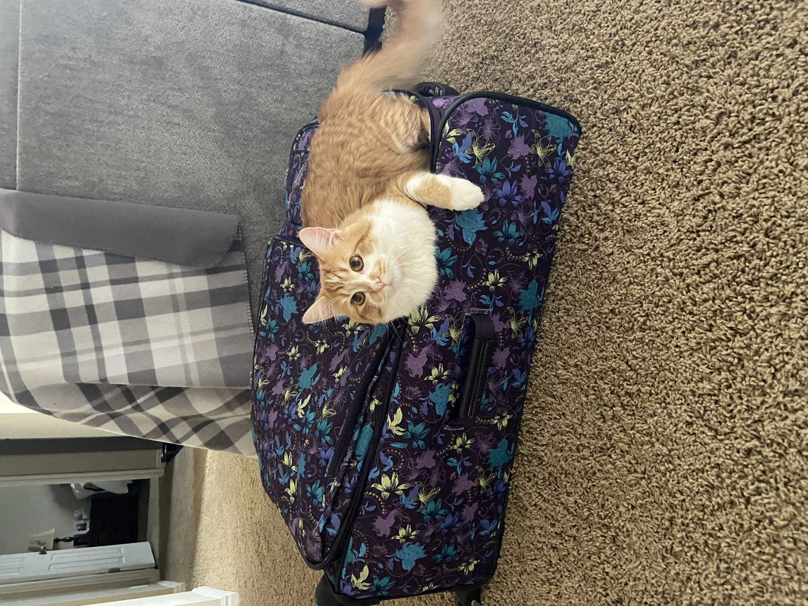 Lost cat in Kansas City, MO, 64136