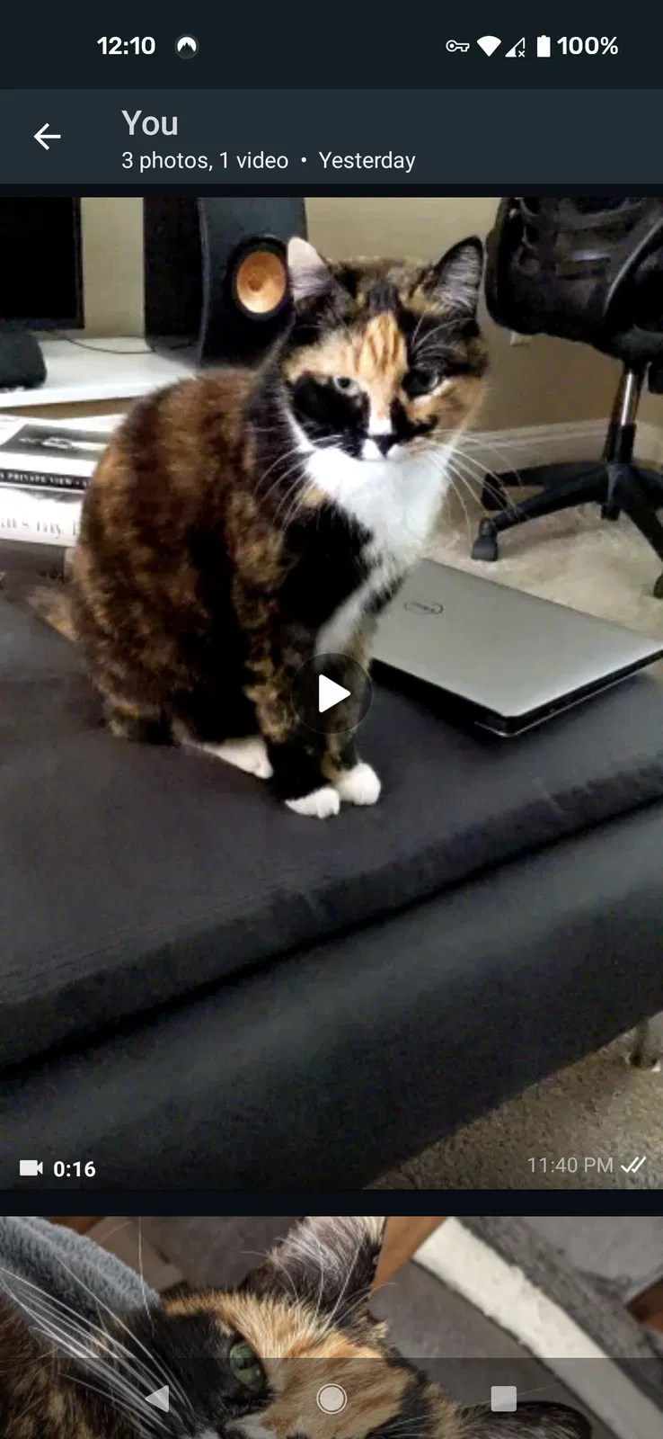 Lost cat in San Diego, CA, 92122