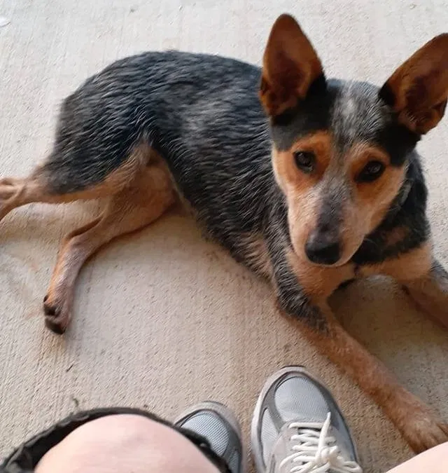 Lost dog in Cropwell, AL, 35054