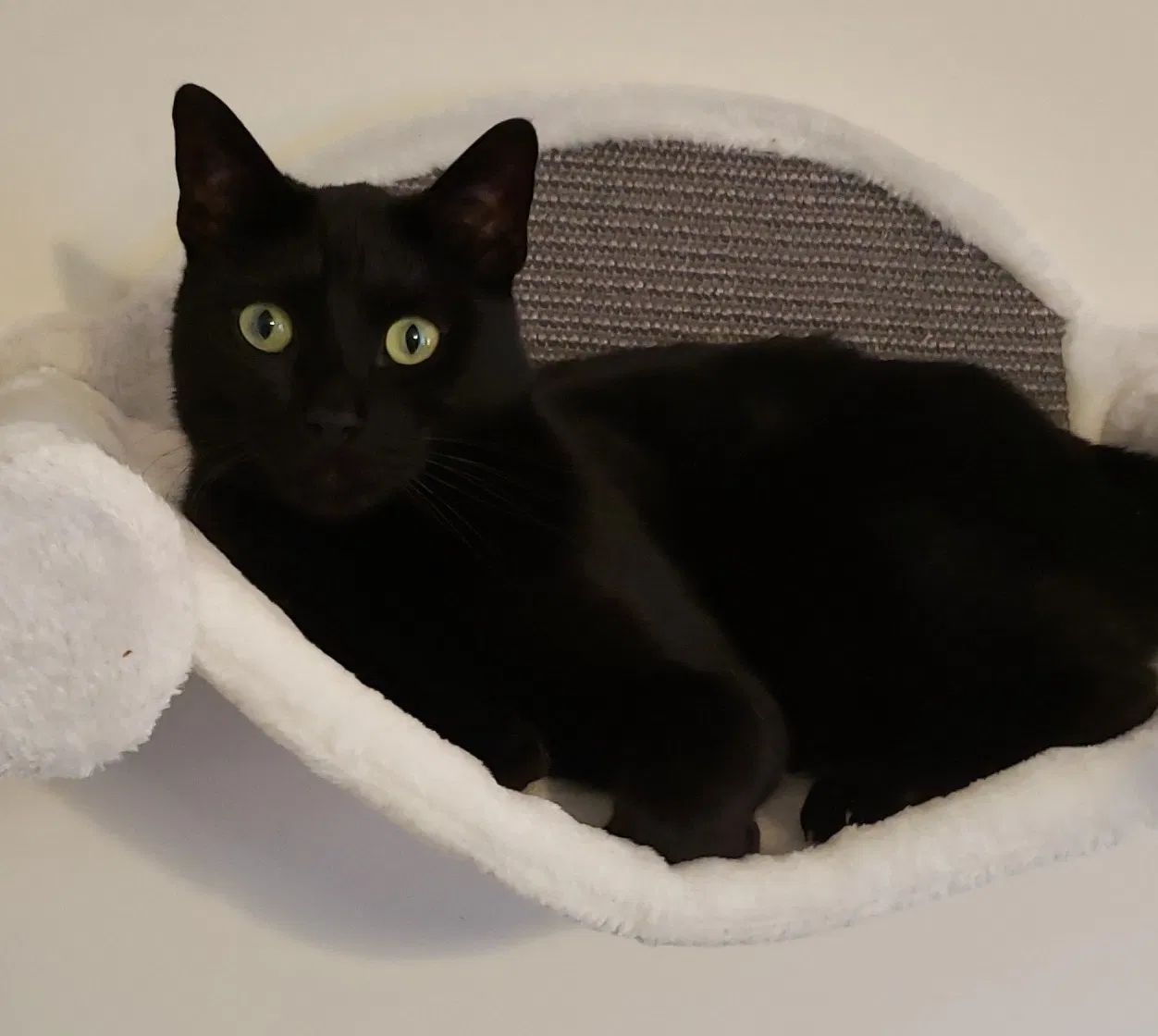 Lost cat in Warrenville, IL, 60555