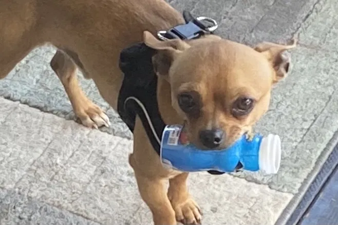 Lost dog in Olympia, WA, 98512
