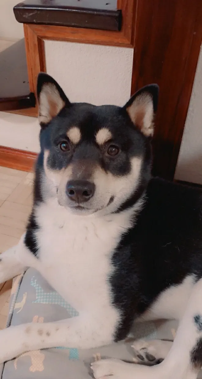 Lost dog in Lake Geneva, WI, 53147