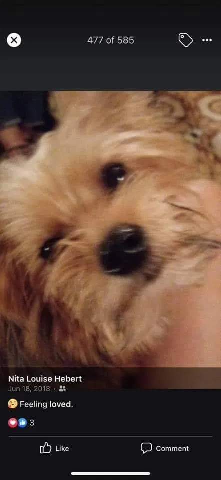 Lost dog in Sulphur, LA, 70663