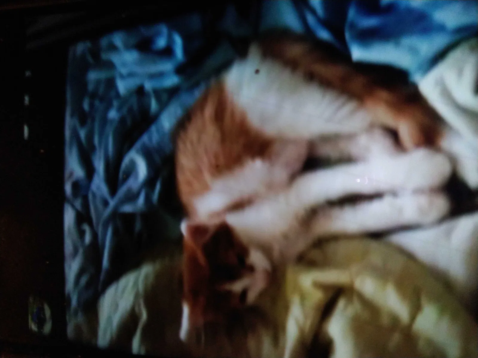 Lost cat in Chicago, IL, 60641