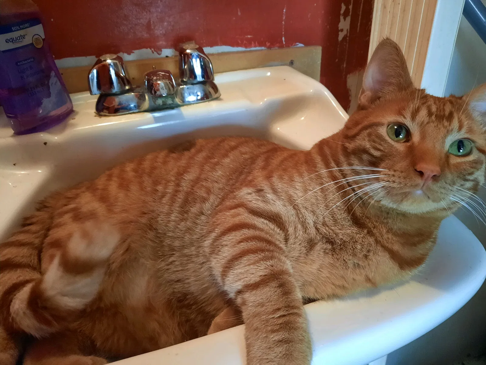 Lost cat in Independence, MO, 64052