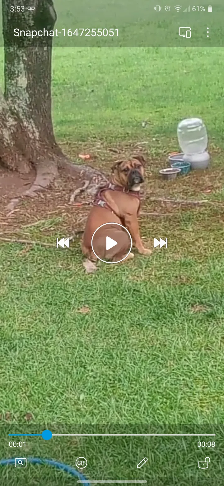 Lost dog in Cleveland, TN, 37323