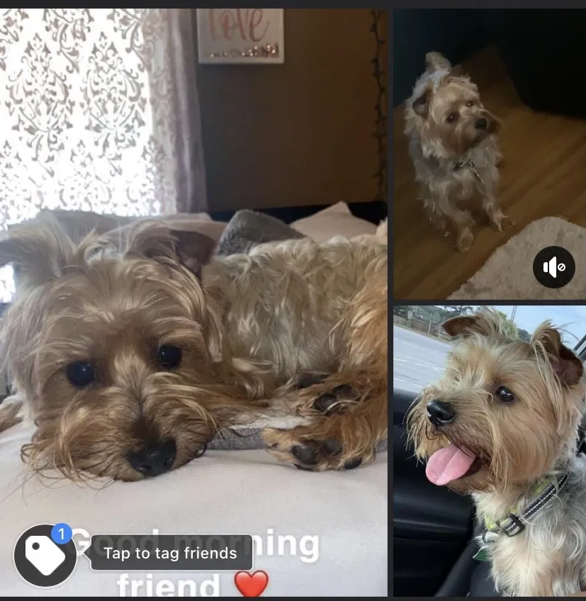 Lost dog in Little Rock, AR, 72206