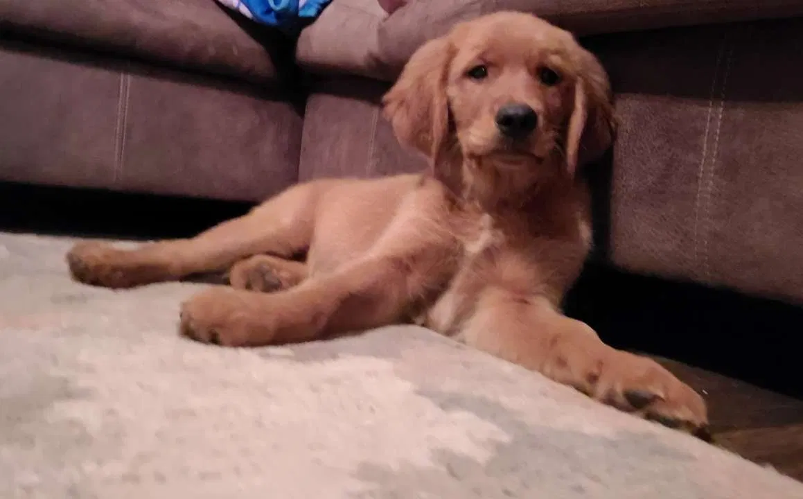 Lost dog in Pacolet, SC, 29372