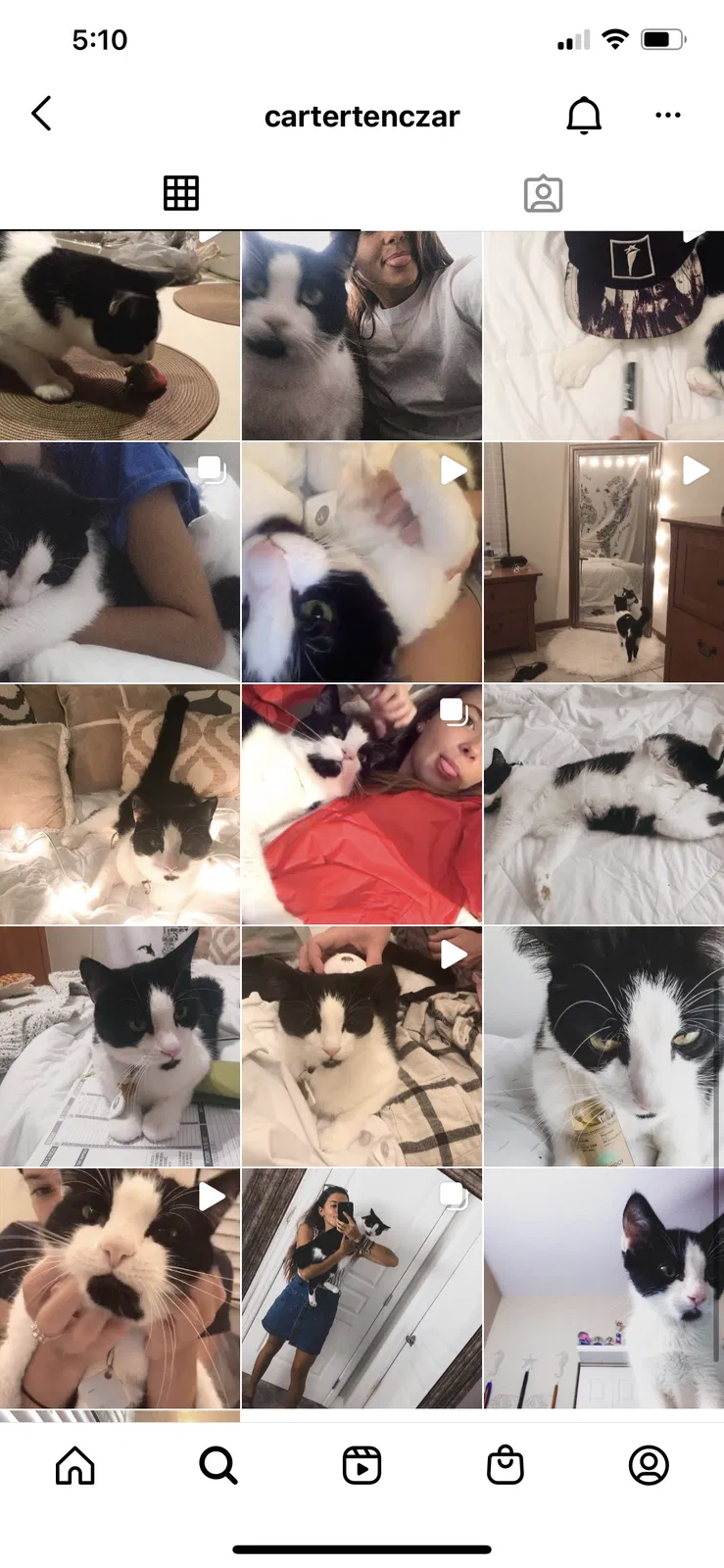 Lost cat in Palm Bay, FL, 32905