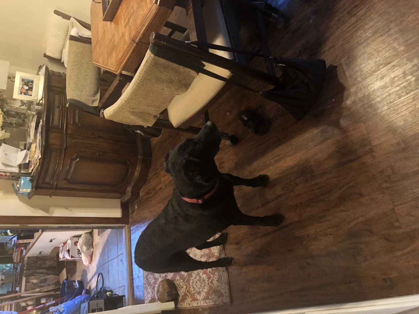 Lost dog in Tobyhanna, PA, 18466