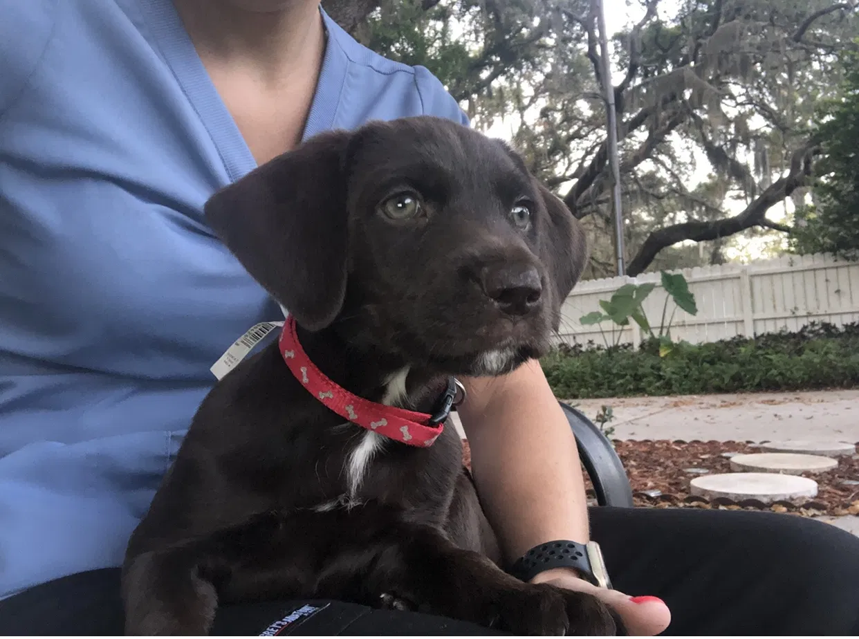 Lost dog in Hudson, FL, 34669