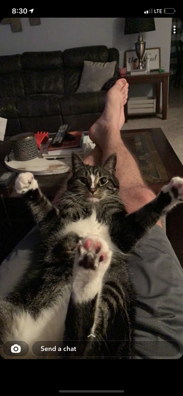 Lost cat in East Peoria, IL, 61611