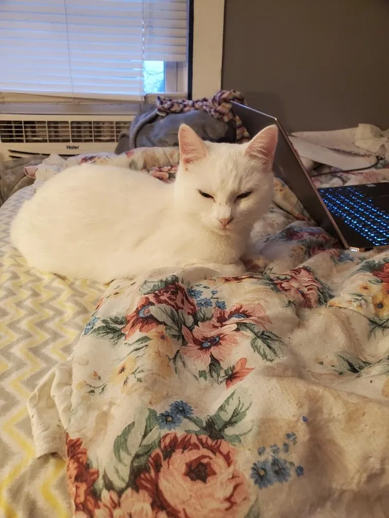 Lost cat in East Stroudsburg, PA, 18301