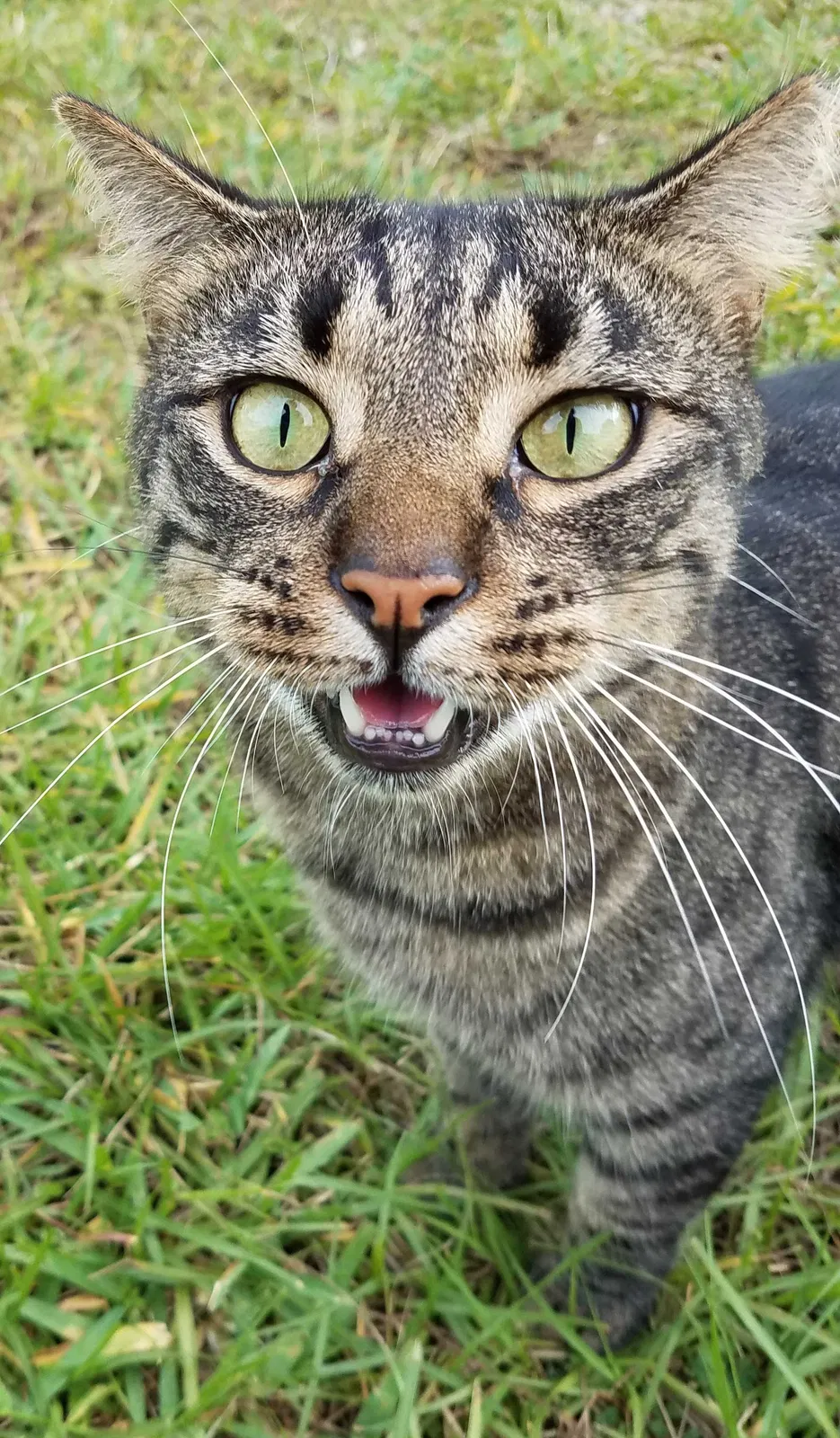 Lost cat in Port Orange, FL, 32127