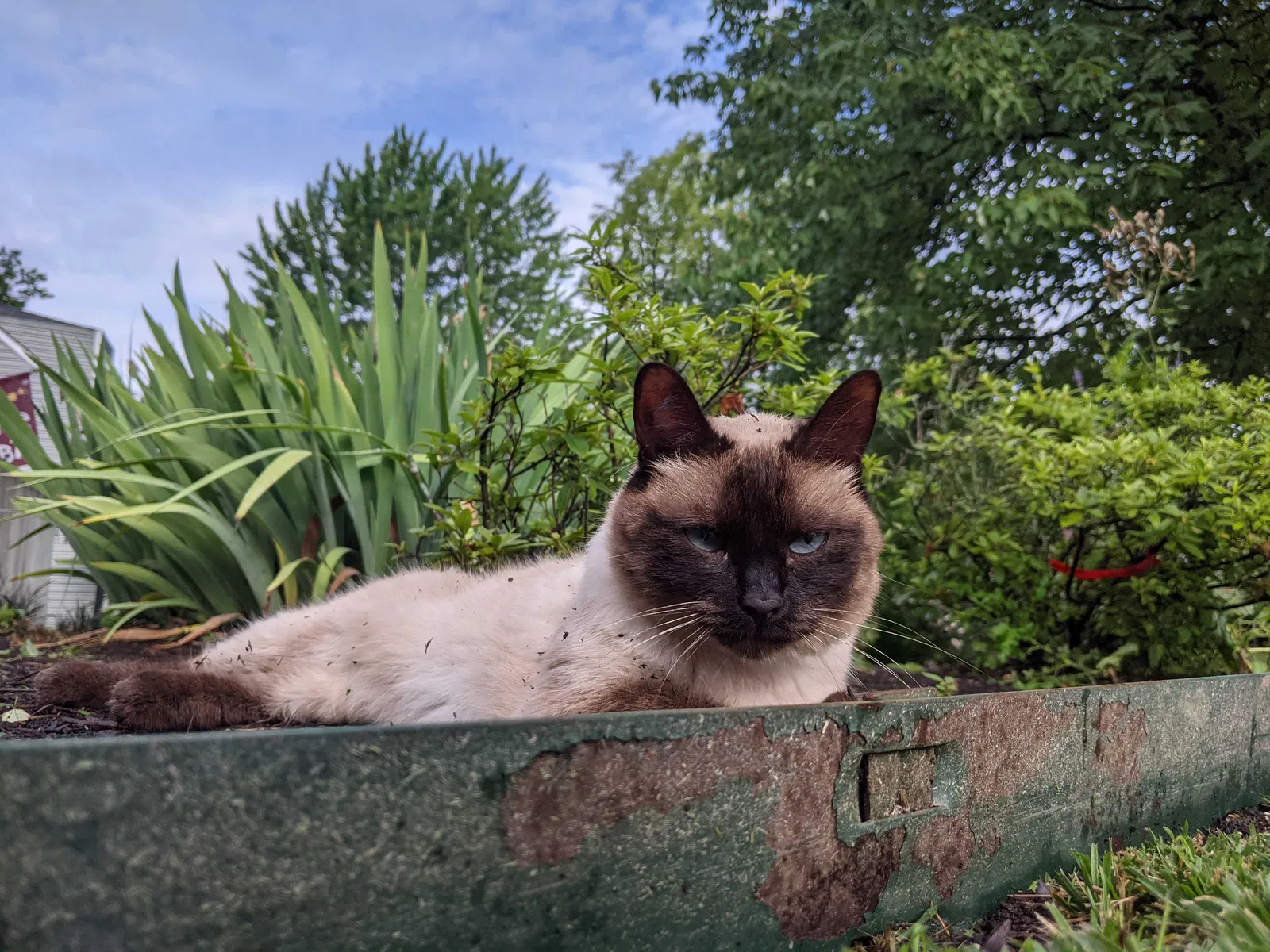 Lost cat in Euclid, OH, 44132