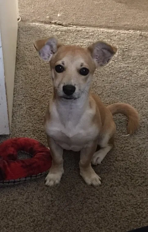 Lost dog in Glendale, AZ, 85303