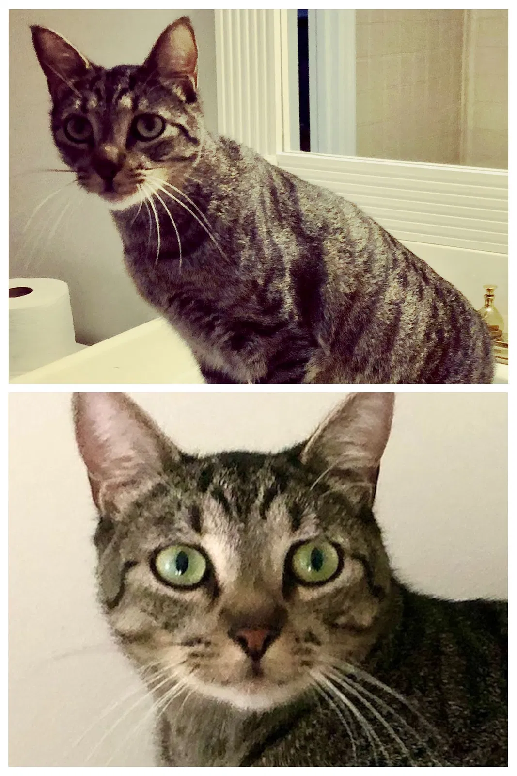 Lost cat in Franklin, TN, 37064