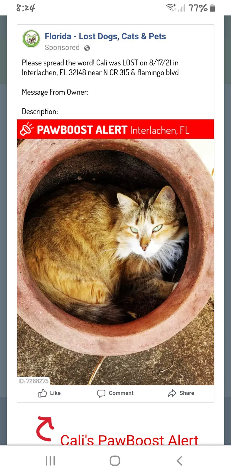 Lost cat in Interlachen, FL, 32148