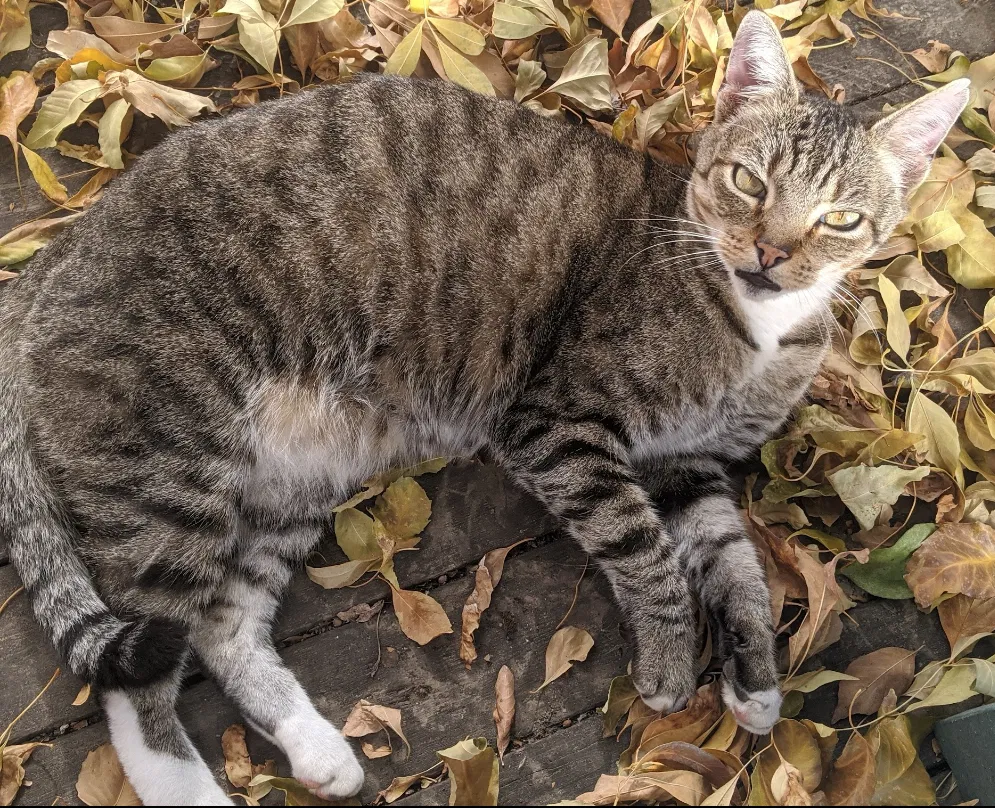 Lost cat in Merced, CA, 95340