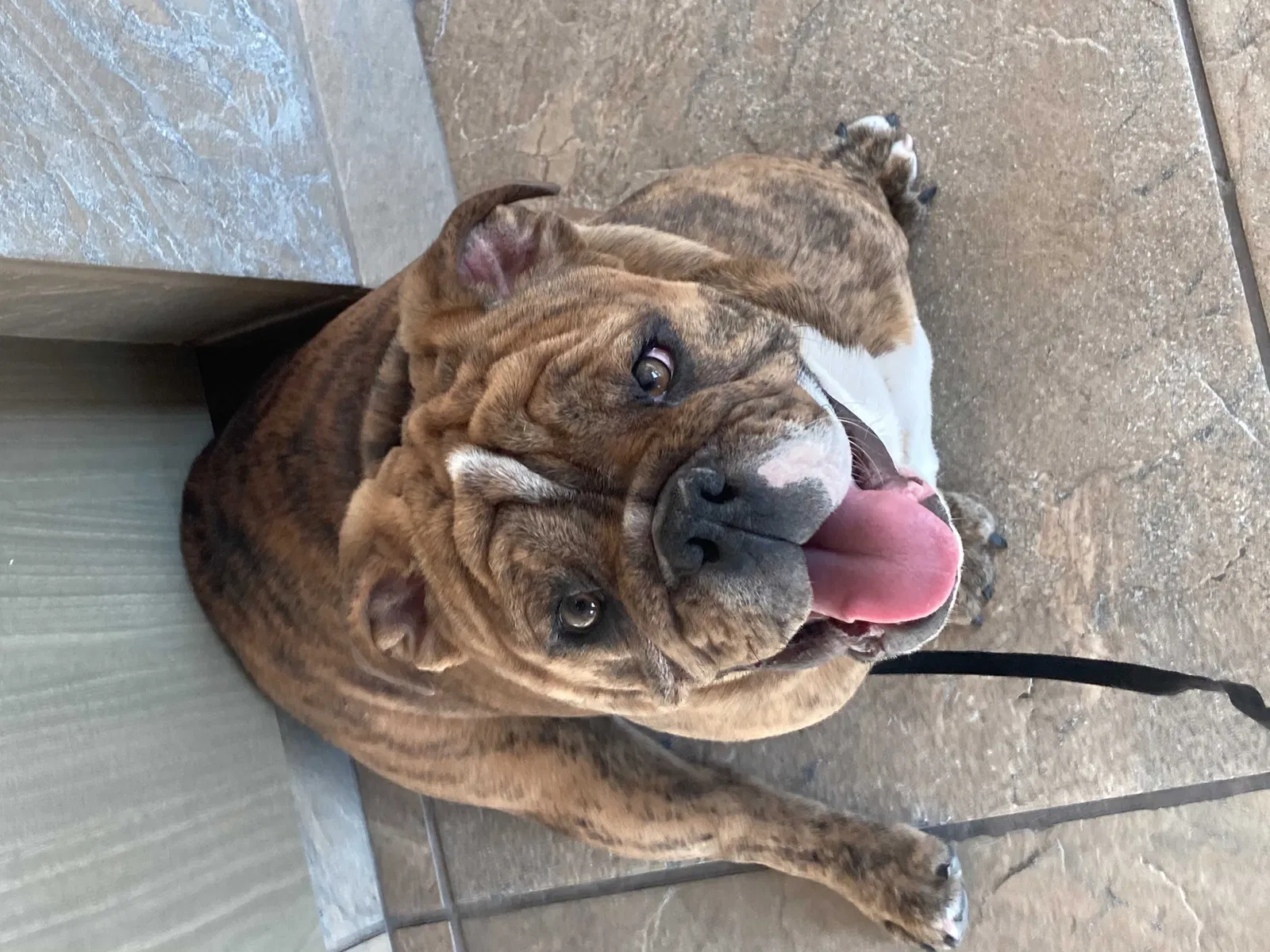 Lost dog in Marysville, CA, 95901