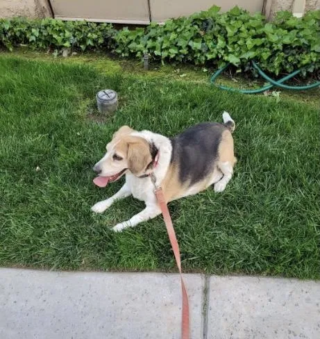 Lost dog in La Puente, CA, 91744
