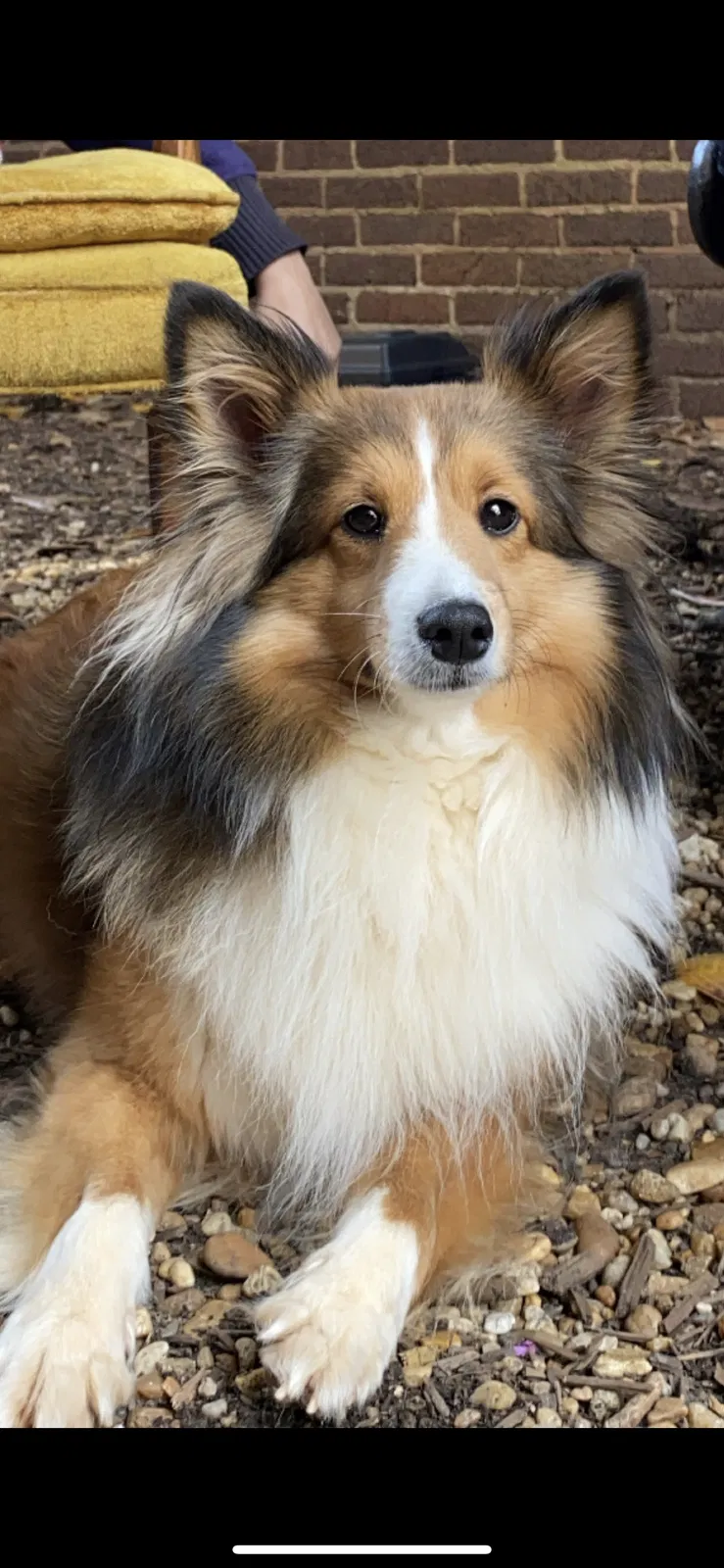 Lost dog in Atlanta, GA, 30307