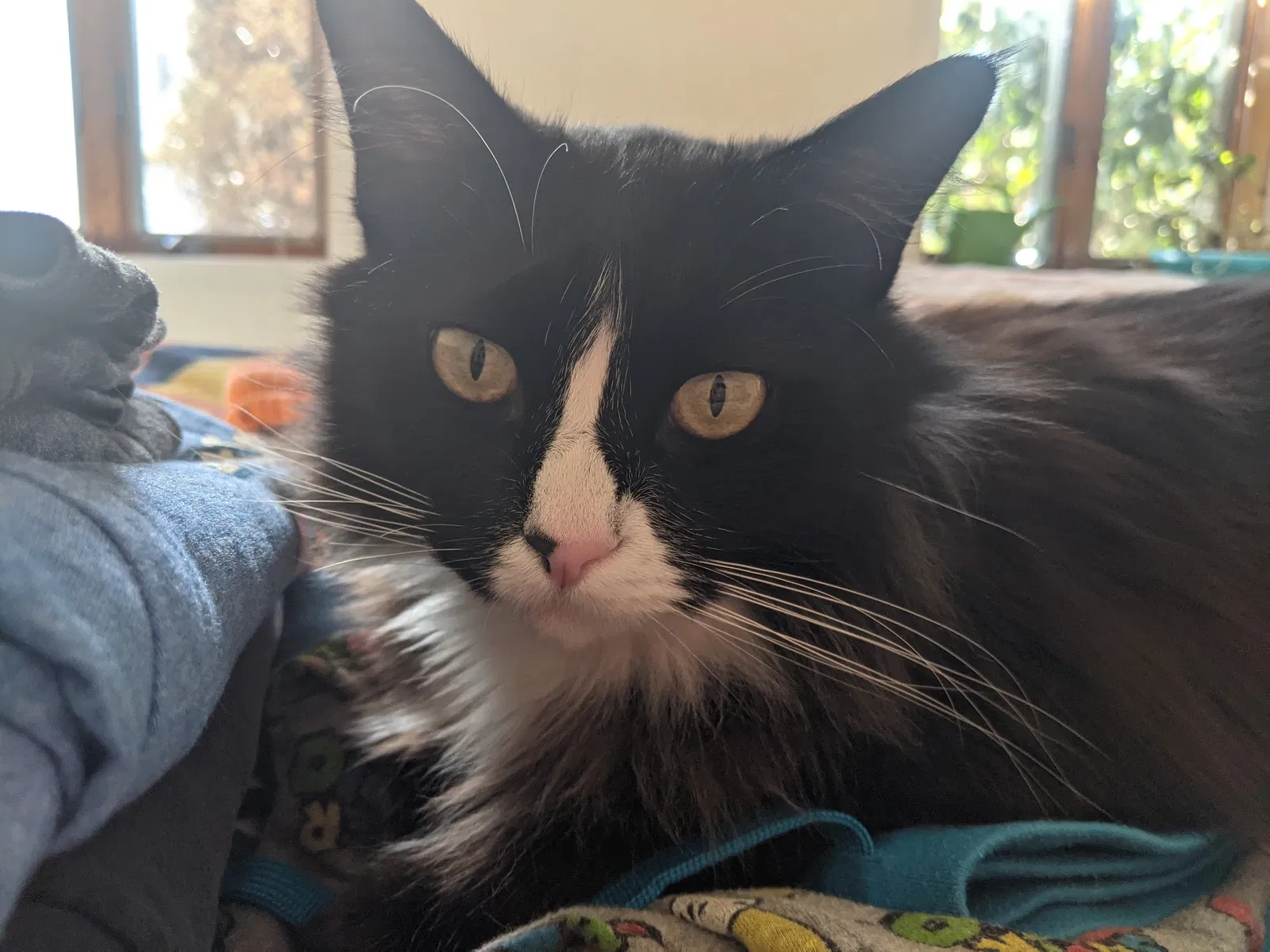 Lost cat in Narrowsburg, NY, 12764