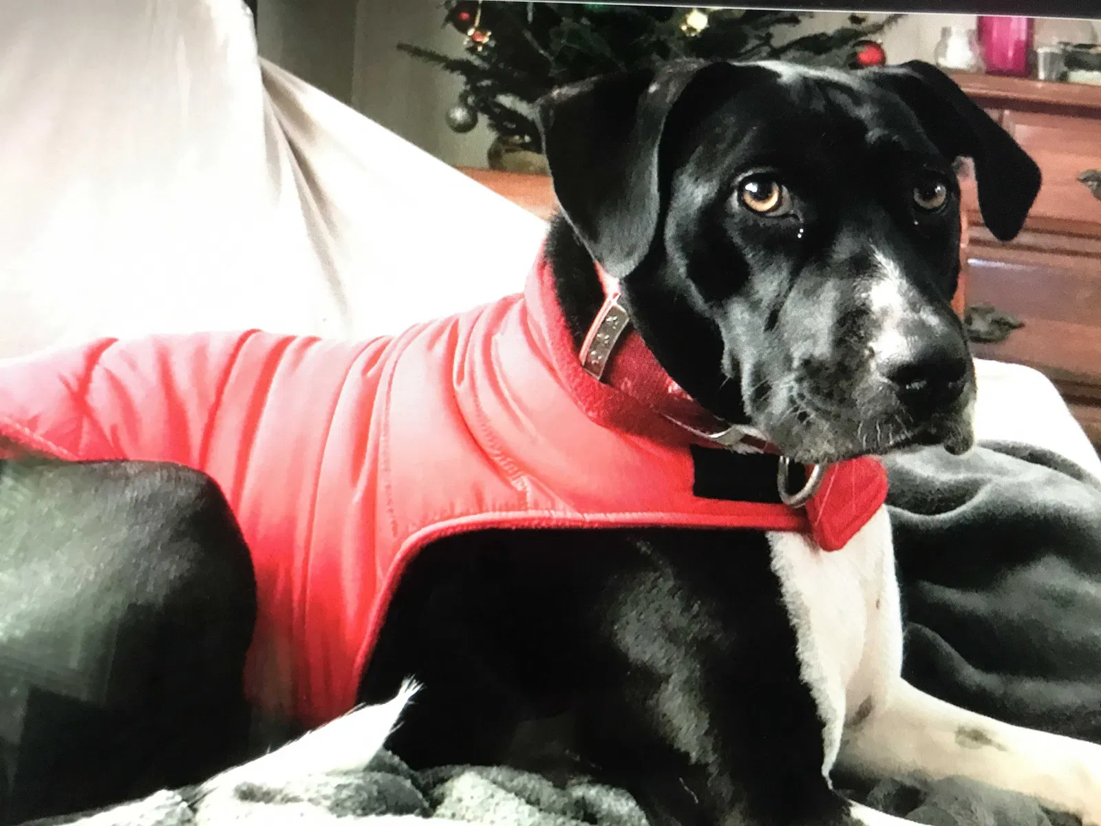 Lost dog in Ocala, FL, 34474