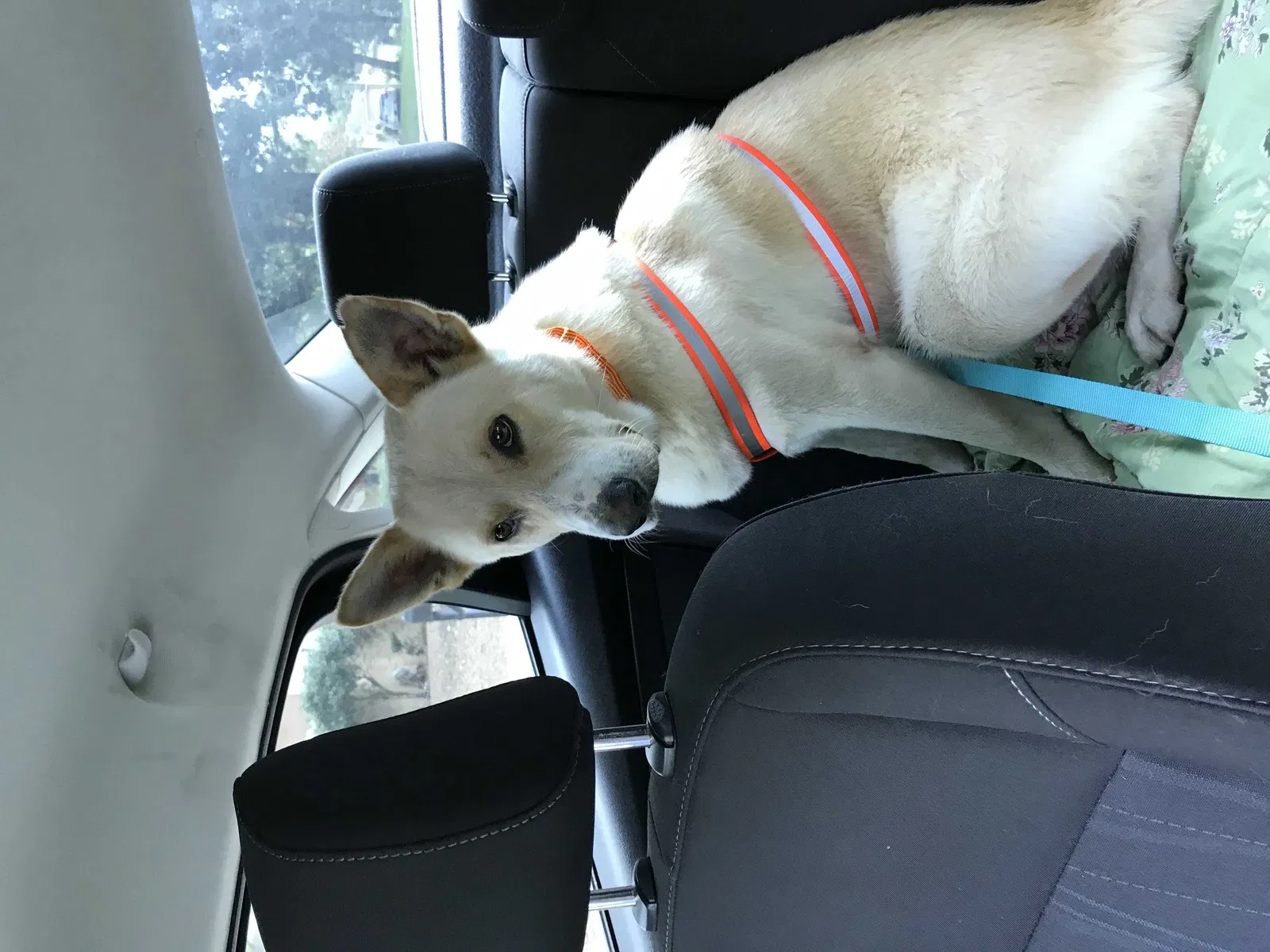 Found dog in Spring, TX, 77388