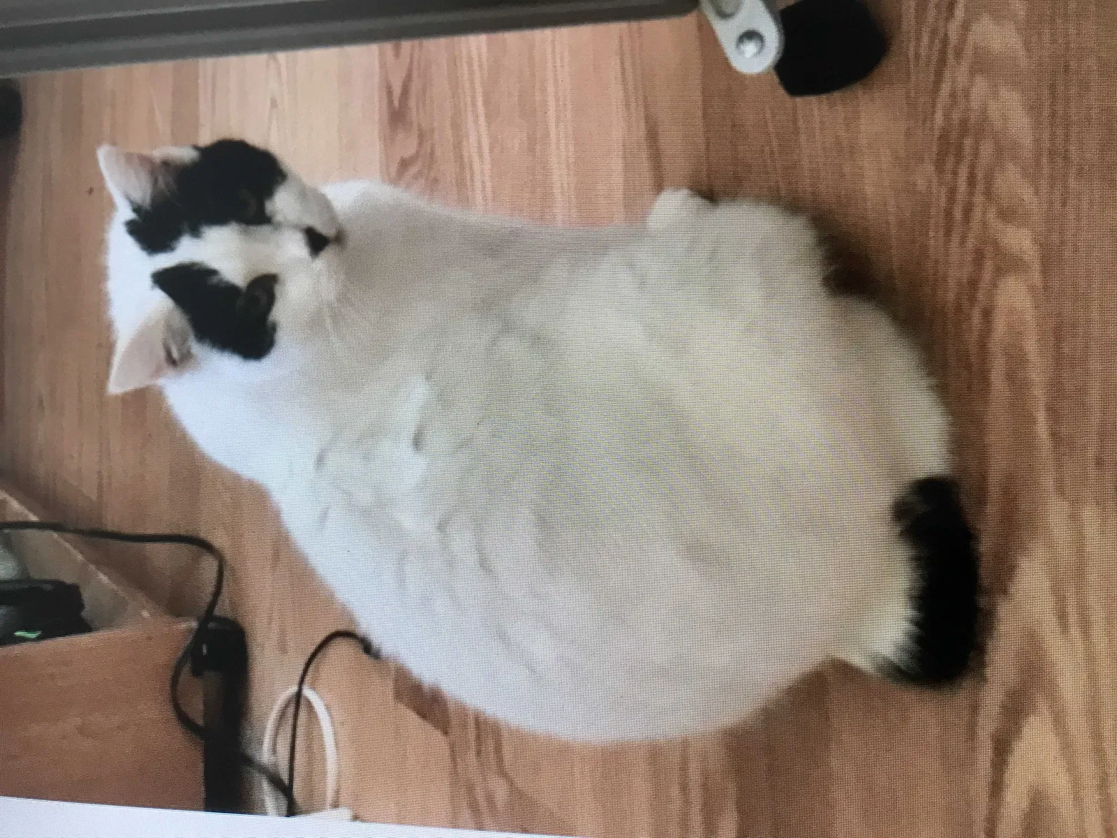 Lost cat in Ocala, FL, 34474