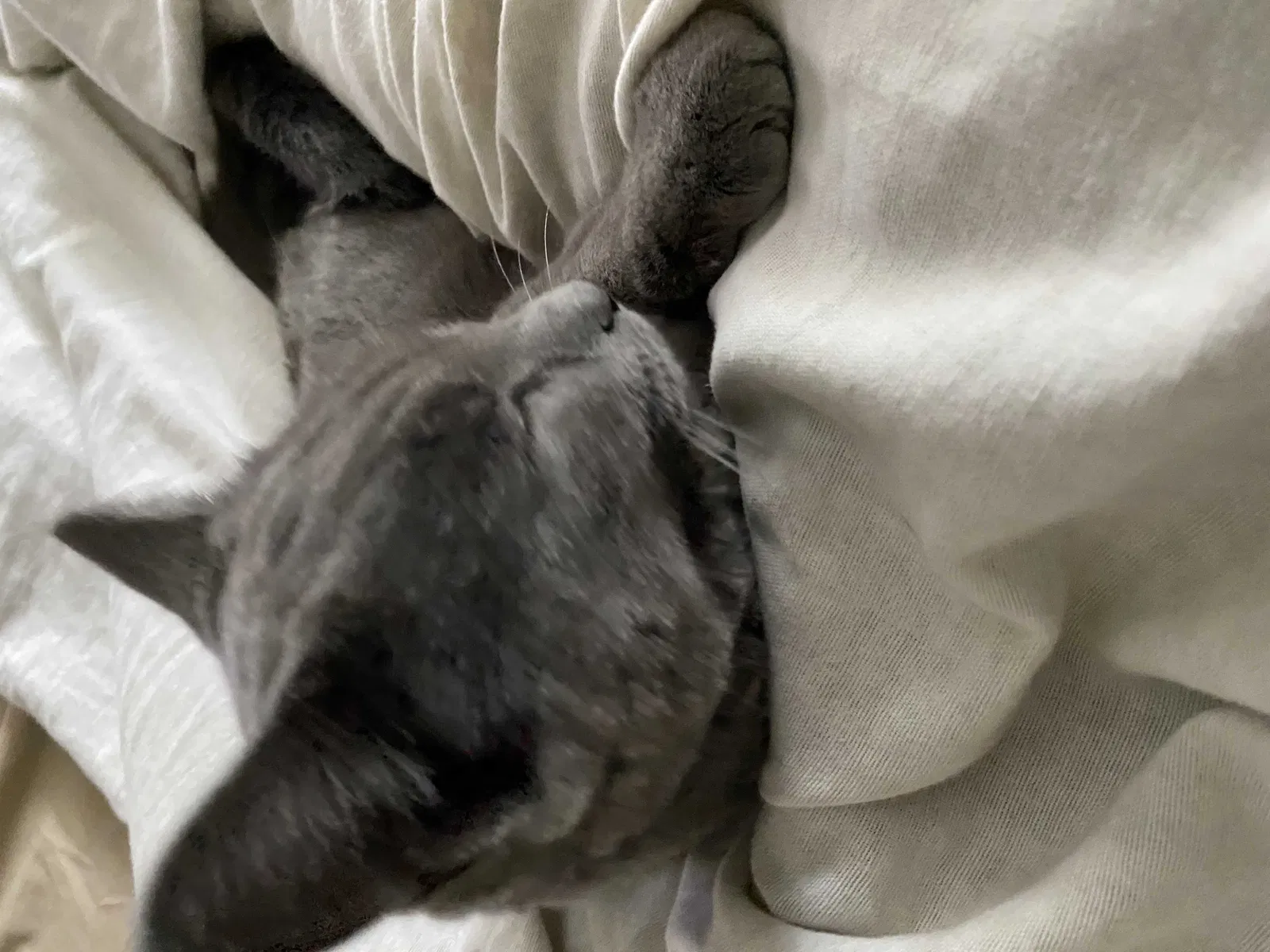Lost cat in Columbus, OH, 43227
