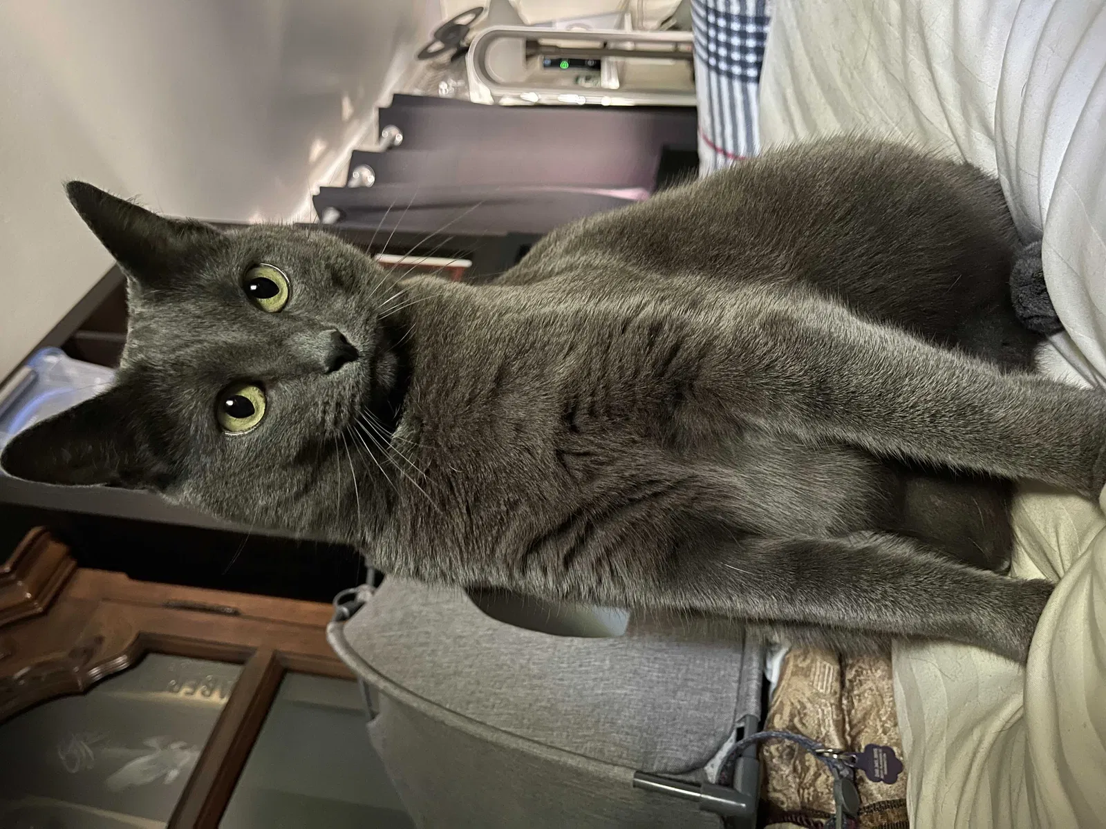 Lost cat in Farmington, MI, 48336