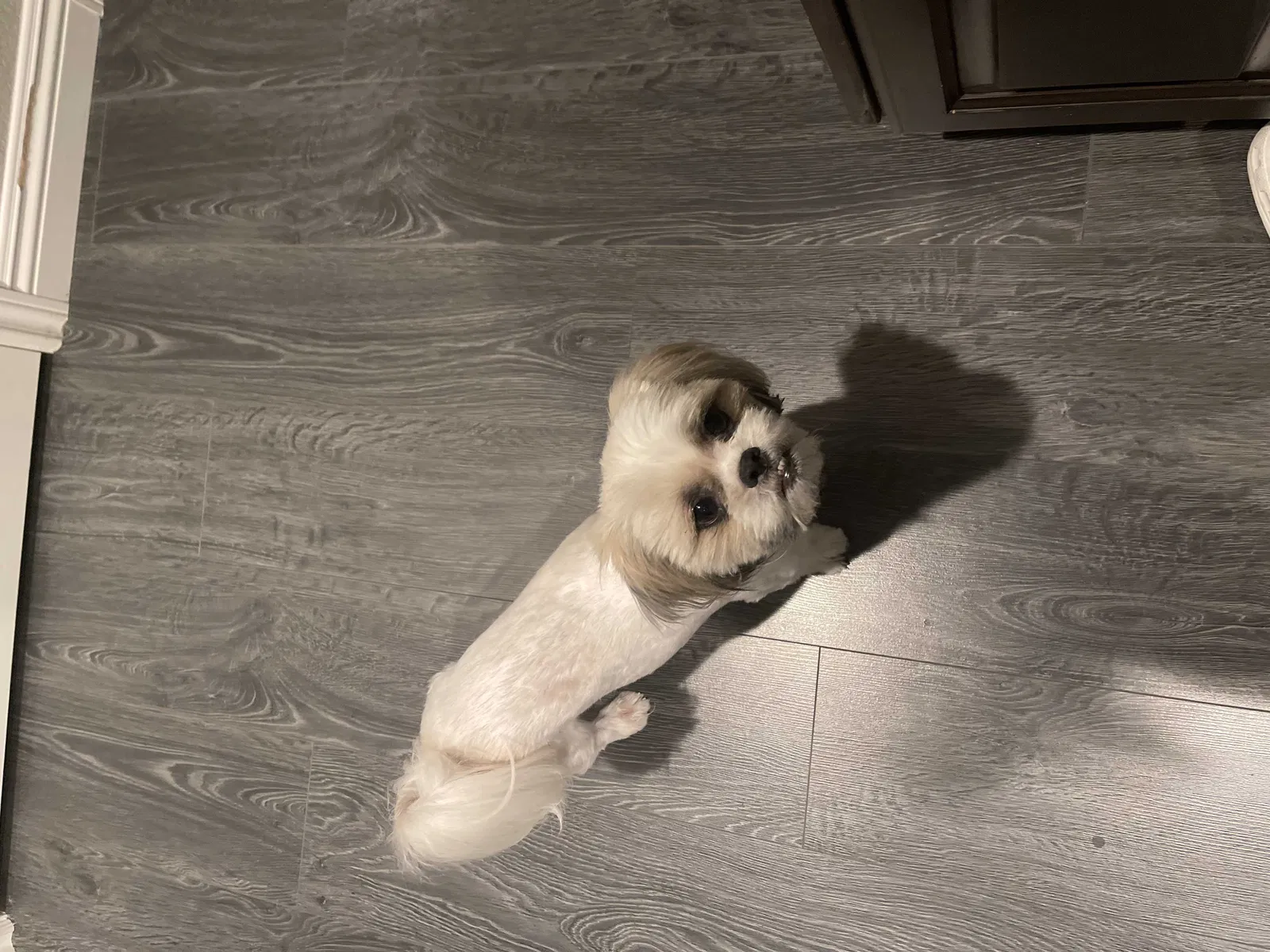 Lost dog in Fontana, CA, 92336