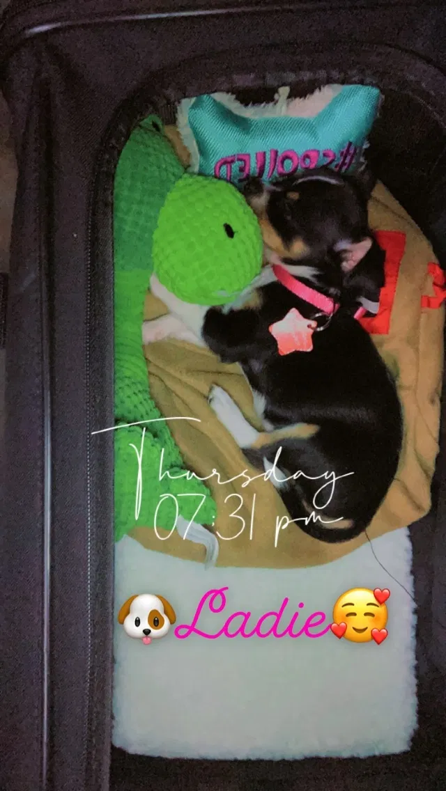 Lost dog in Chicago, IL, 60637