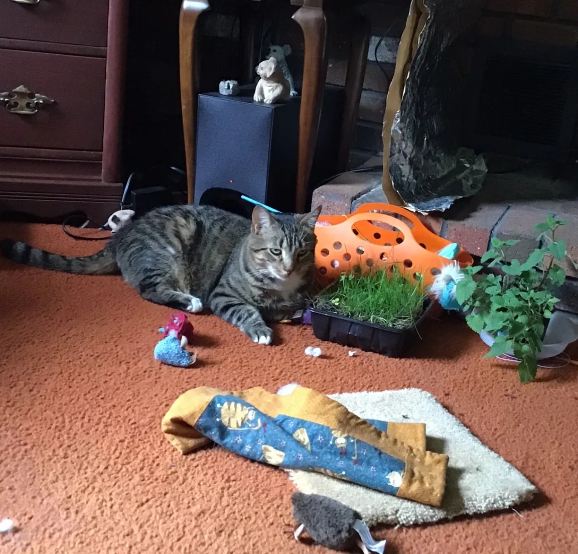 Lost cat in Haverhill, MA, 1831