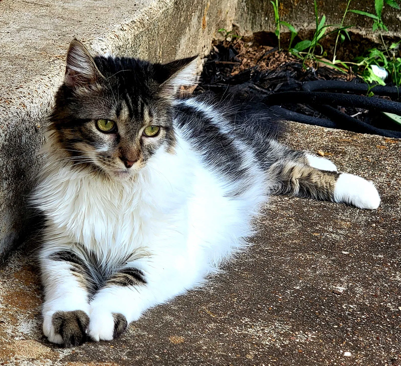 Lost cat in Kennedale, TX, 76060