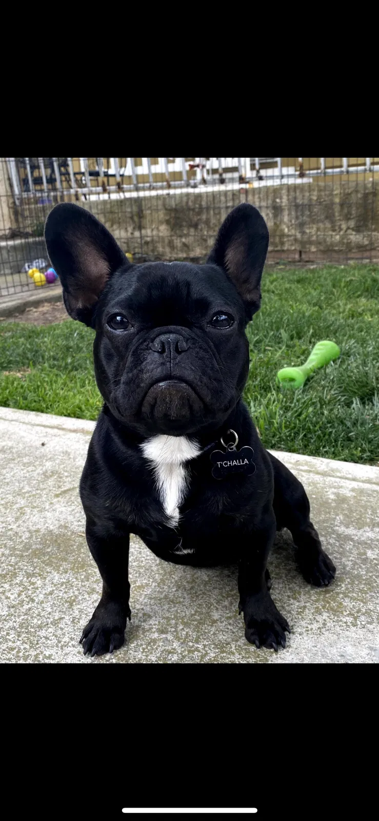 Lost dog in Hawthorne, CA, 90250