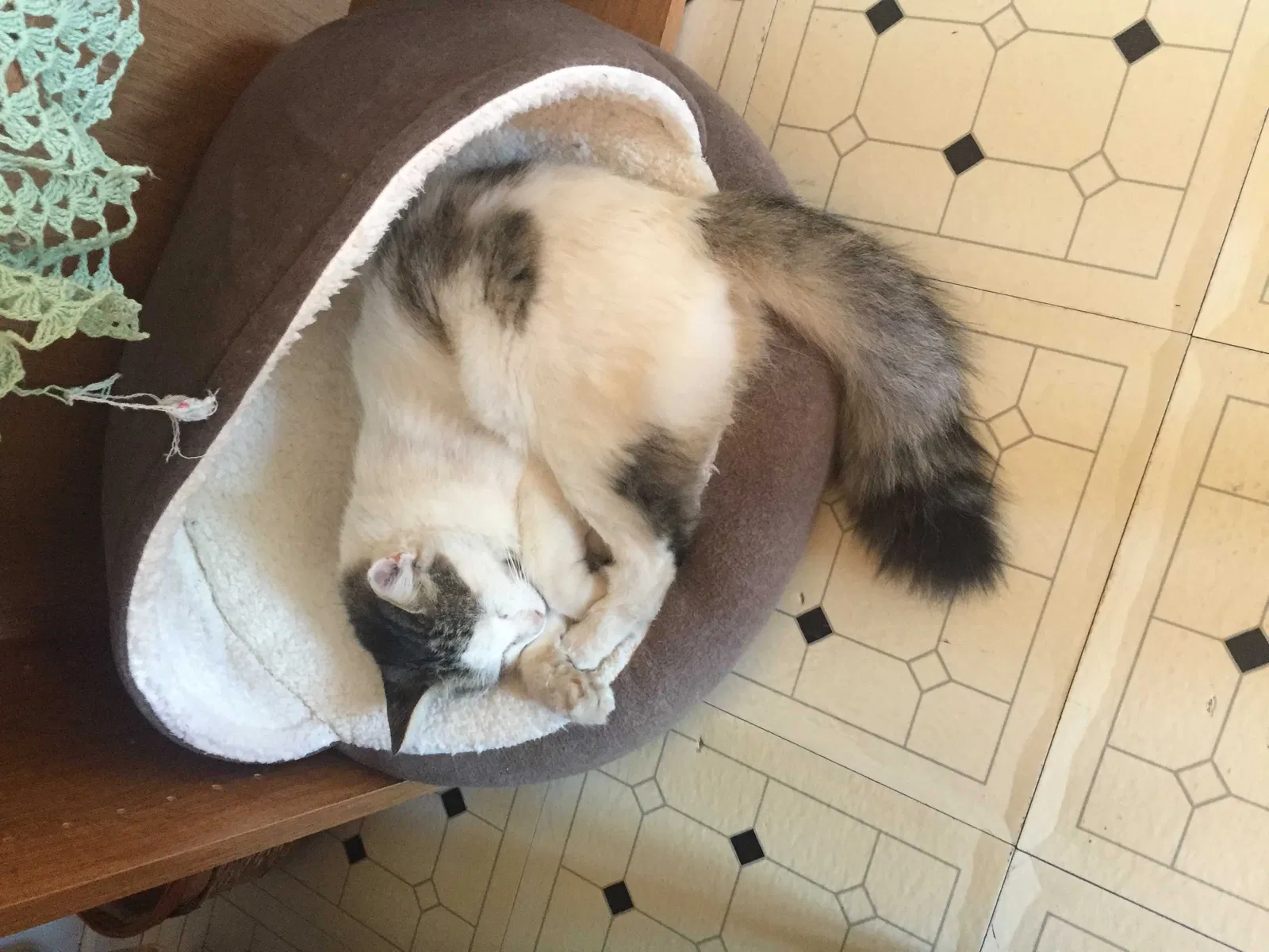 Lost cat in Fairfield, CA, 94533